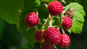 Raspberry Merah