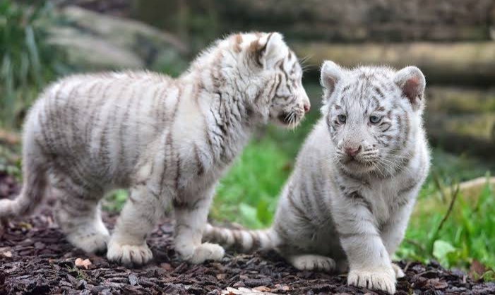 Bayi Harimau