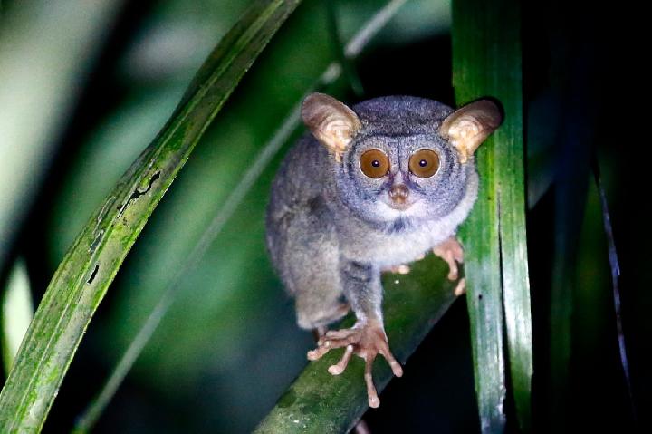 Tarsius