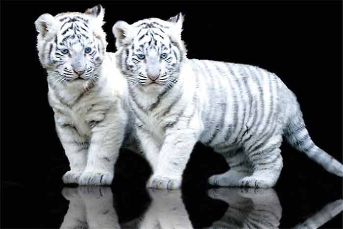 Bayi Harimau