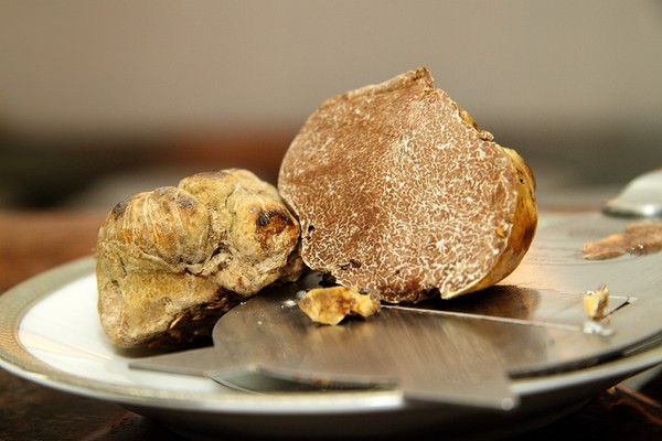 Truffle Putih