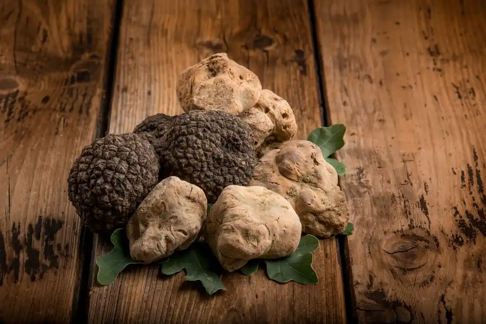 Truffle Putih