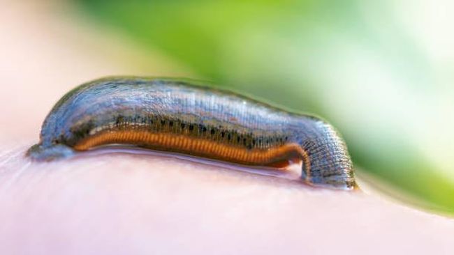 Siput Tanpa Cangkang