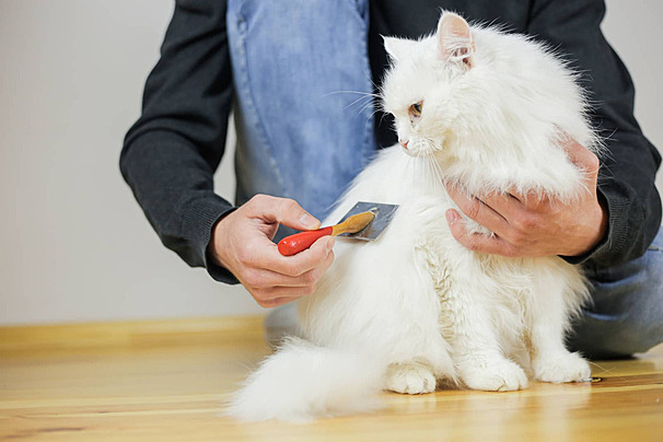 Memahami Esensi Pet Grooming Rumahan