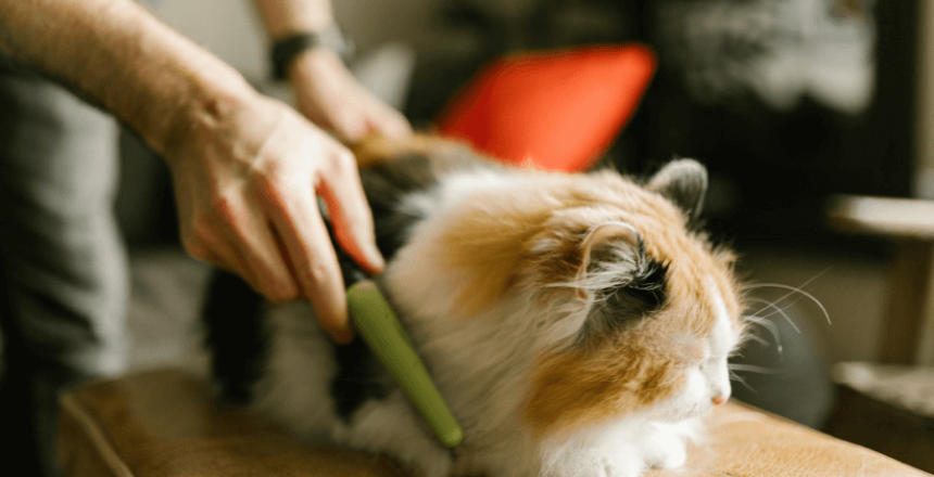 Skill Grooming