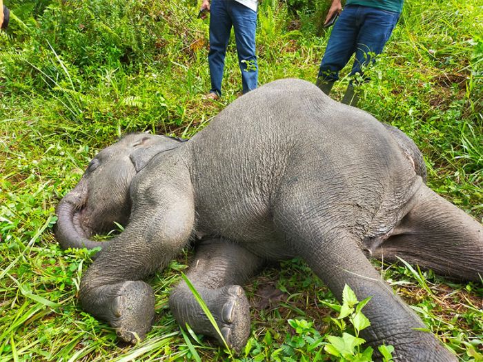 Gajah Sumatera Dibunuh