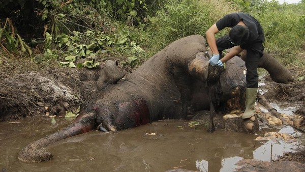 Gajah Sumatera Dibunuh