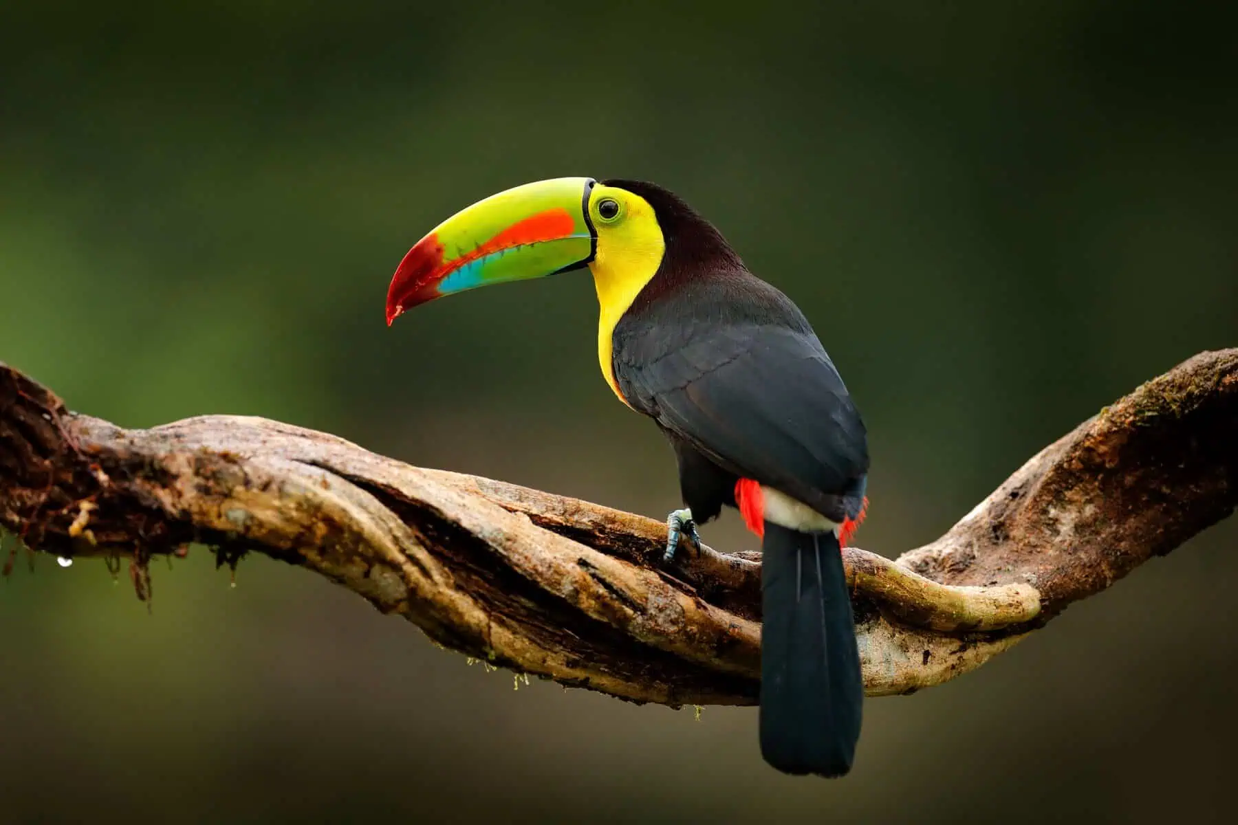 Toucan