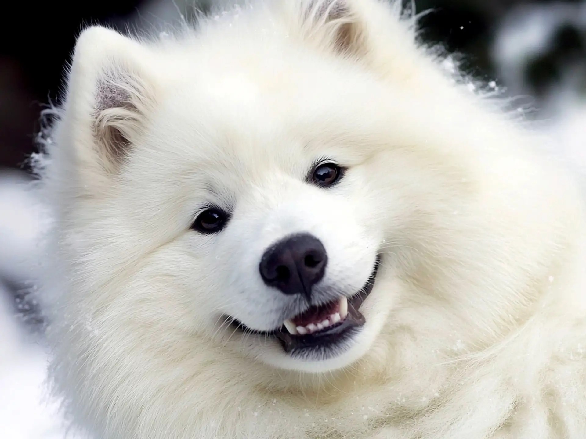 Memahami Karakter Samoyed Fluffy