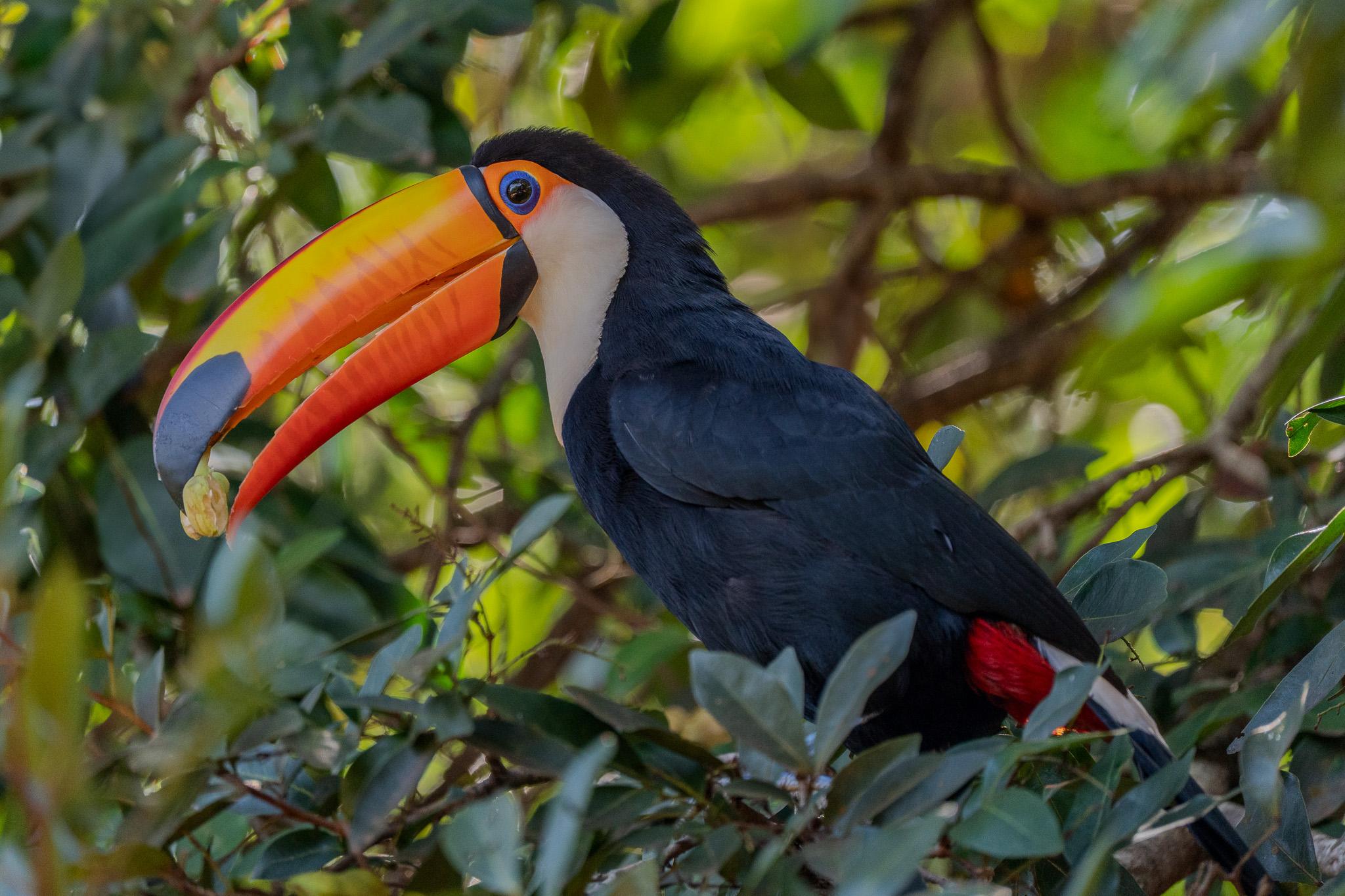 Toucan