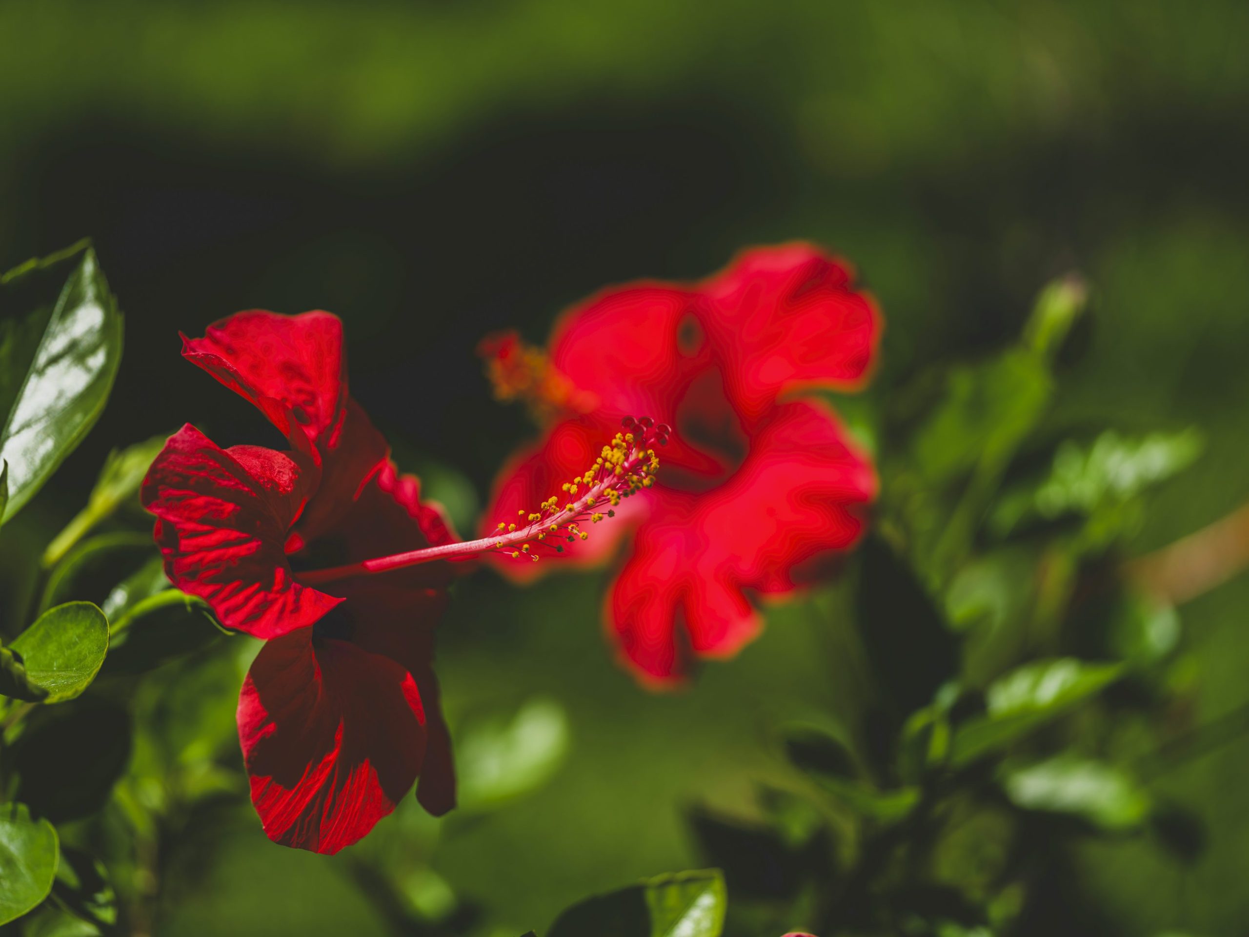 Manfaat Tersembunyi di Balik Kelopak Merah