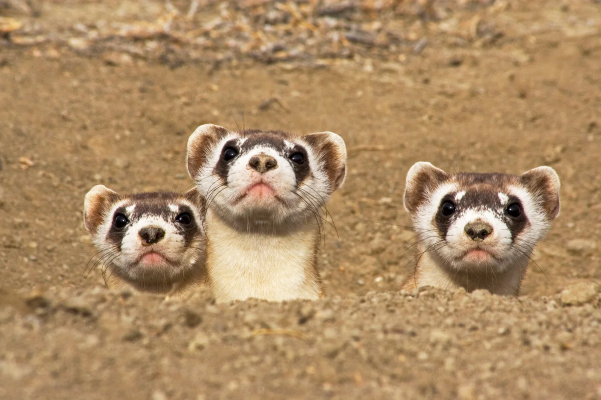 Ferret dan Interaksi dengan Pemilik