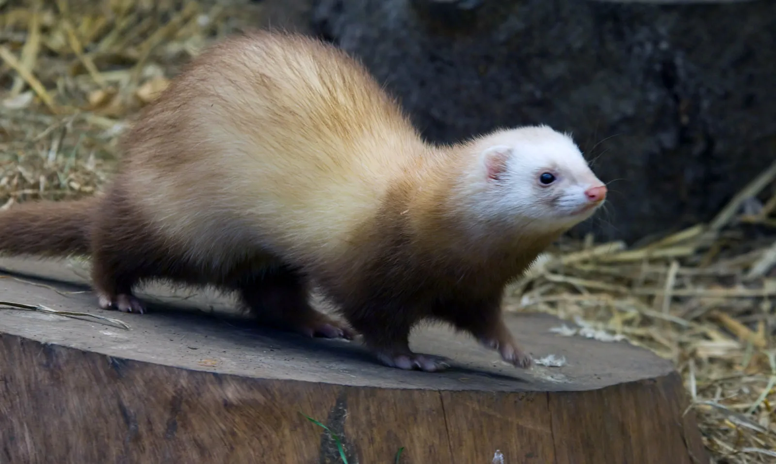 Mengenal Ferret Lebih Dekat