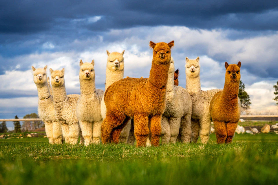 Alpaca