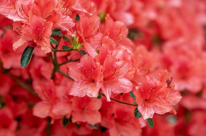 Bunga Azalea