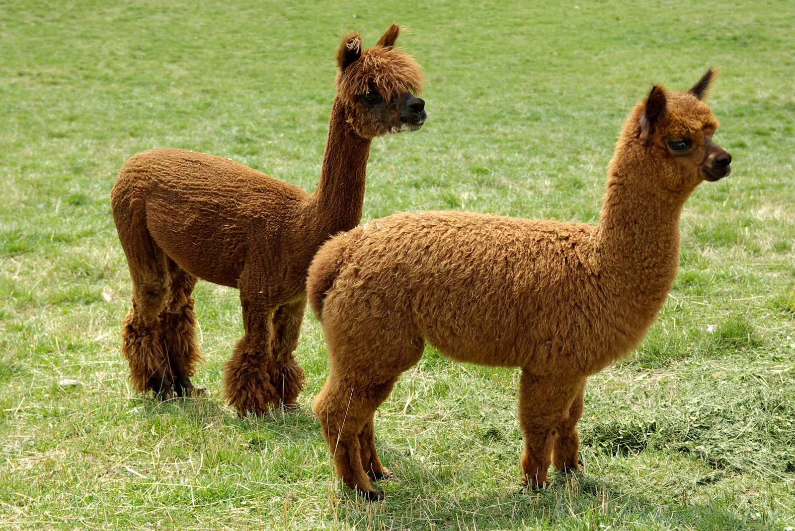 Habitat Asli Alpaca Berada di Dataran Tinggi Andes
