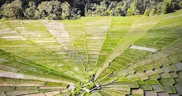 Keunikan Sawah Cancar Spiderweb yang Tidak Dimiliki Tempat Lain