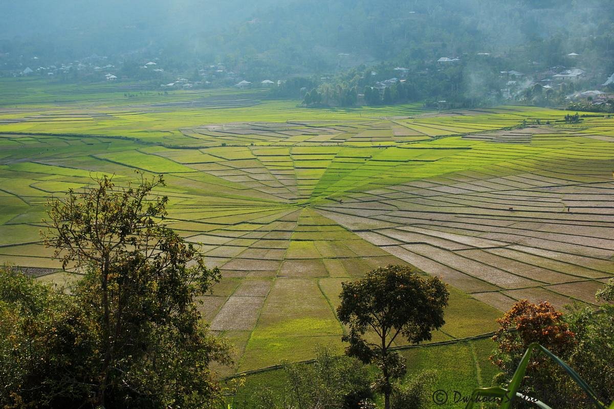 Sawah Cancar Spiderweb