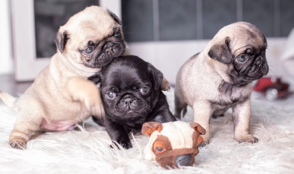Mengenal Karakter Anjing Pug Sebelum Memeliharanya